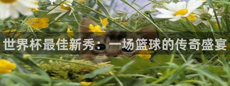 世界杯直播免费观看：世界杯最佳新秀：一场篮球的传奇盛宴